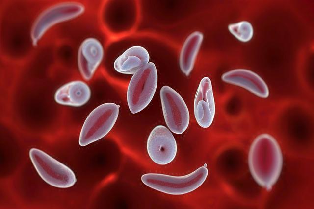 Toxoplasma Gondii Gondii Gondii ကူးစက်မှုကိုကြောင်များနှင့်ခွေးများတွင်ရောဂါလက္ခဏာများ, ရောဂါလက္ခဏာများ, ရောဂါနှင့်ကုသမှု