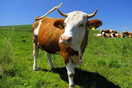 Bovine ကိုယ်ဝန်ဆောင်ခြင်းကိုတော်လှန်ရေး