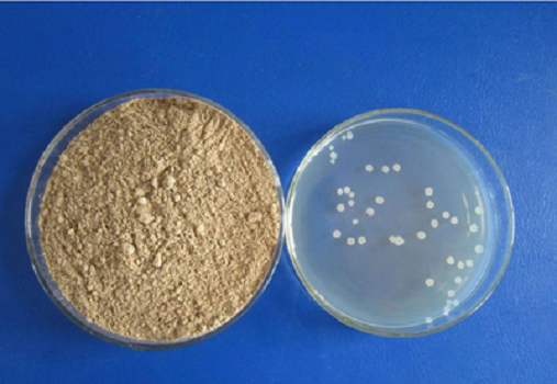 Babio အားဖြင့် LB အလတ်စား (lennox) Granule - E. Coli သုတေသနအတွက်အရည်အသွေးမြင့်ယဉ်ကျေးမှုမီဒီယာ