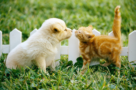 Pet Health အတွက် Toxoplasma Gondii Antigen (Toxo Ag) Test Test Test Test Kit ကိုစတင်မိတ်ဆက်