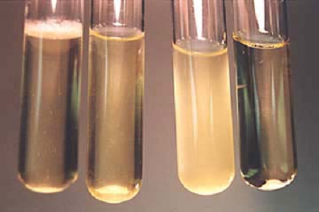 Babio သည် Global Microbiology Labs များအတွက်စွမ်းဆောင်ရည်မြင့်သော ဦး နှောက်နှလုံးရောဂါပြုတ်ခြင်းဟင်းရည်ကိုစတင်ခဲ့သည်