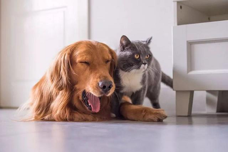 Babio သည် Toxo AB စစ်ဆေးမှုကိရိယာကို Toxoplasma antibody antibody antibody antibody antbody detection အတွက်စတင်ခဲ့သည်