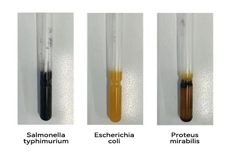 Babio သည်စွမ်းဆောင်ရည်မြင့်မားသောသယ်ယူပို့ဆောင်ရေးအလတ်စား (အက်စီစ်အမျိုးအစား) ကိုယုံကြည်စိတ်ချရသော Global Microbial နမူနာပြောင်းမှုအတွက်ထုတ်လုပ်သည်