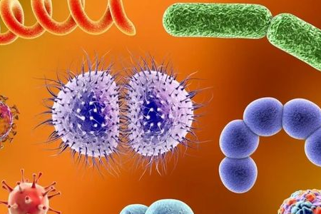 ယုံကြည်စိတ်ချရသော Enteric Pathogen သယ်ယူပို့ဆောင်ရေးအတွက် BABIO သည် Salmonella Shigella ကြွယ်ဝသောအလတ်စားကိုလွှင့်တင်သည်။