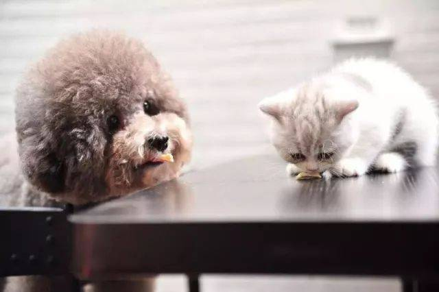 Feline Pestilential Virus Detection အတွက် လျင်မြန်သော FPV Ag Test Kit